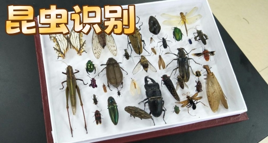 ����ʶ��