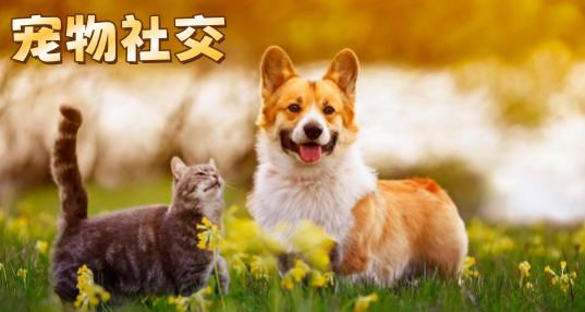 罻