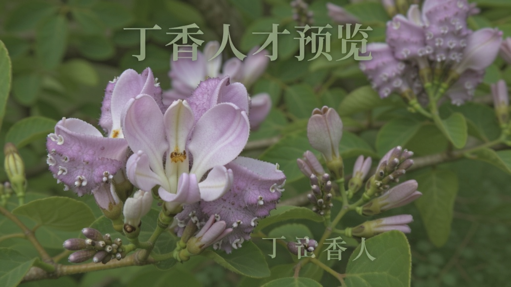 丁香人才预览图